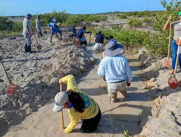 Conagua suma esfuerzos con sociedad y academia para restaurar el manglar de la Ciénega de Progreso 