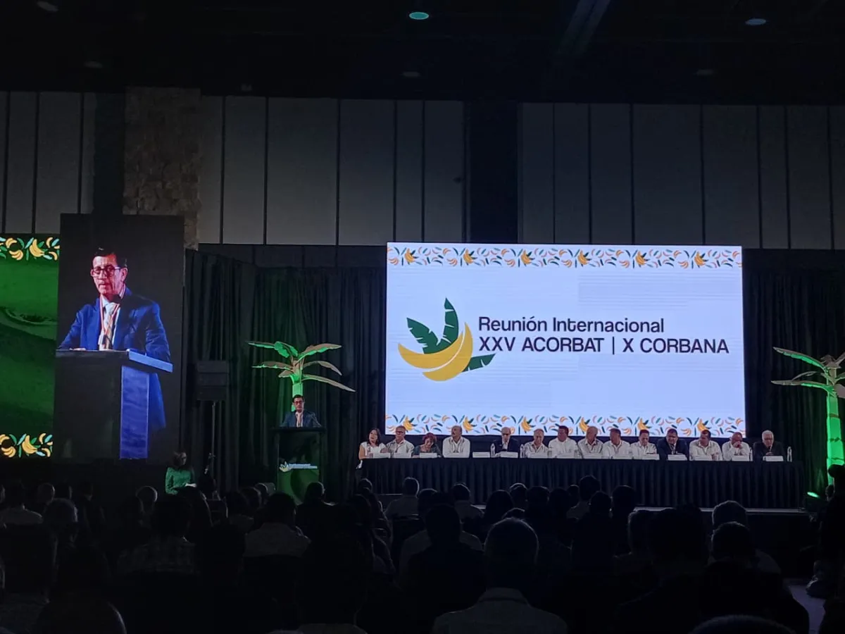 Analizarán el presente y futuro del cultivo del banano en 40 países