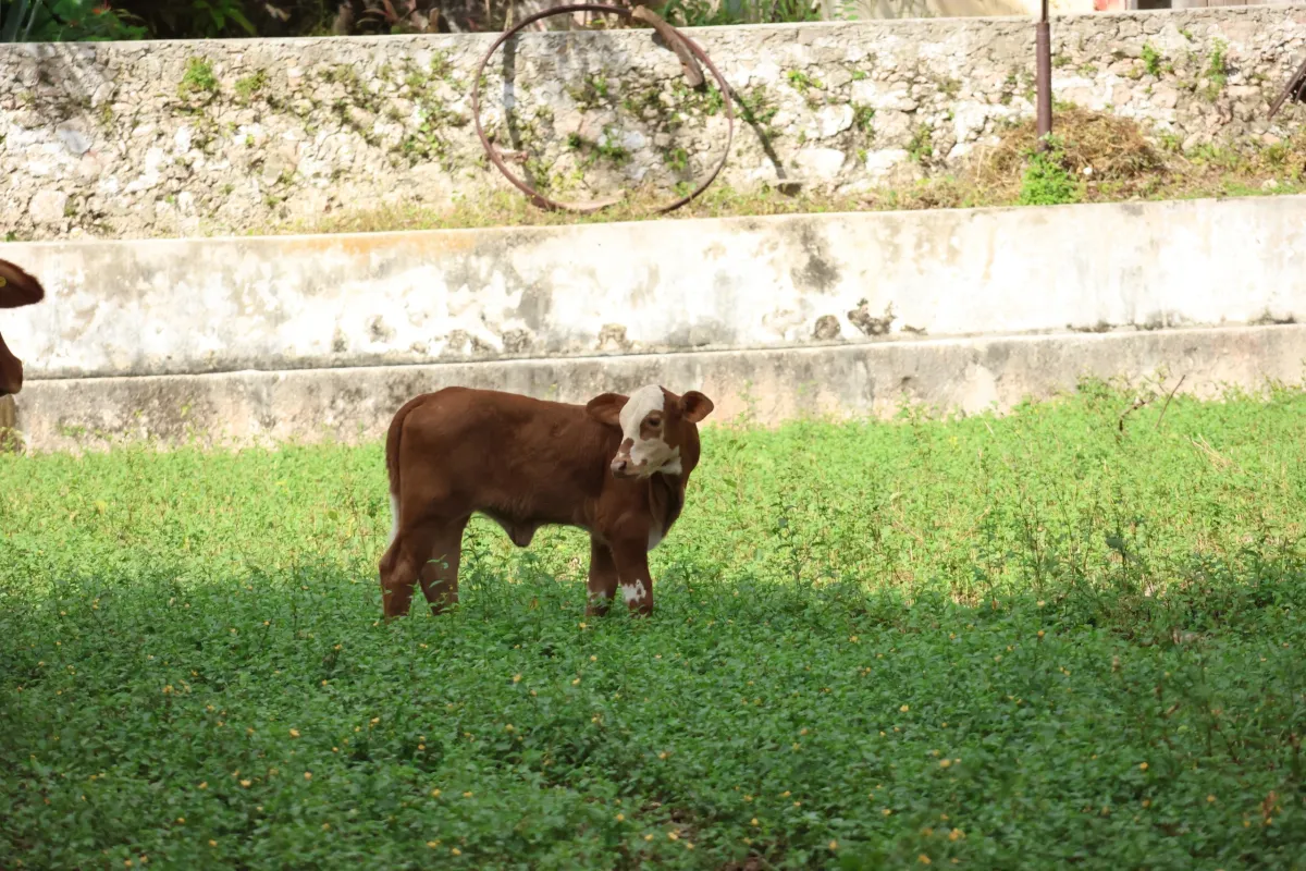 Detectan 33 nuevos casos de gusano barrenador en Yucatán